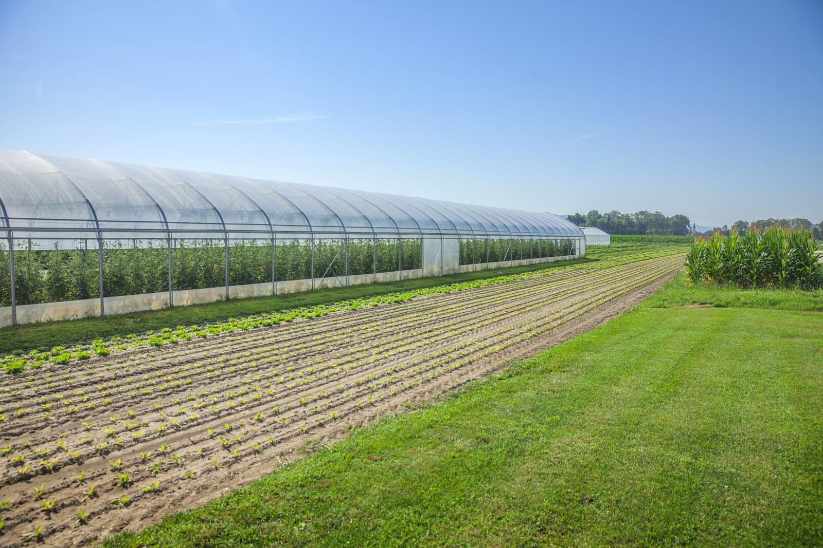 Invernadero de túnel cubierto con film plástico junto a un campo de cultivo